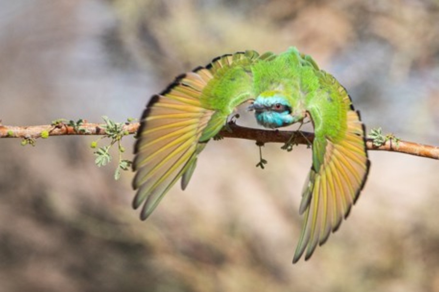 Фото Шимона Шиффа